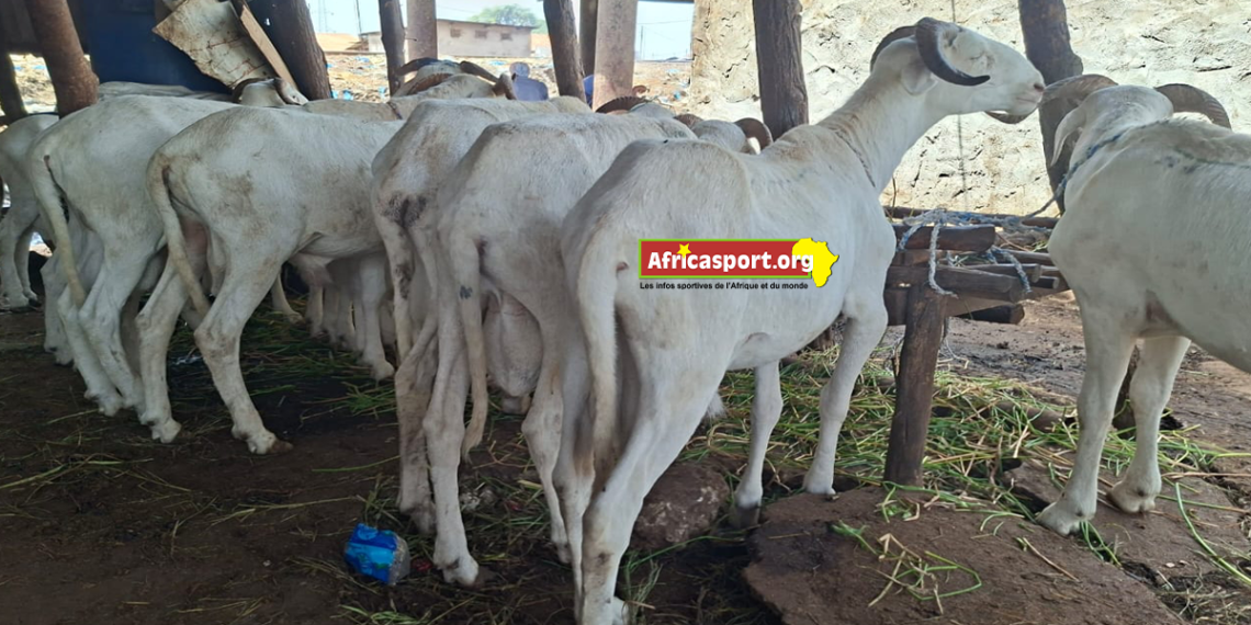 yellowbet-guinee-campagne-tabaski-jeu-promotionnel-moutons-cash-guinee-2026.jpg