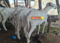 yellowbet-guinee-campagne-tabaski-jeu-promotionnel-moutons-cash-guinee-2026.jpg