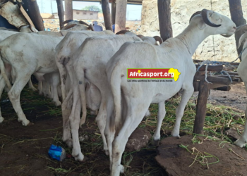 yellowbet-guinee-campagne-tabaski-jeu-promotionnel-moutons-cash-guinee-2026.jpg