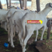 yellowbet-guinee-campagne-tabaski-jeu-promotionnel-moutons-cash-guinee-2026.jpg